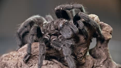 tarántula con la pierna delantera en movimiento