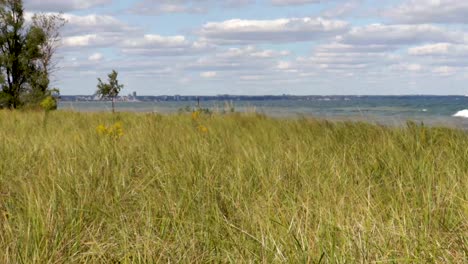 shoreline grasses gently blowing in the breeze, with crashing waves and cityscape in the background