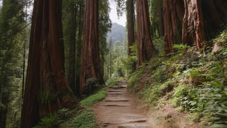 path winding through an ancient redwood forest