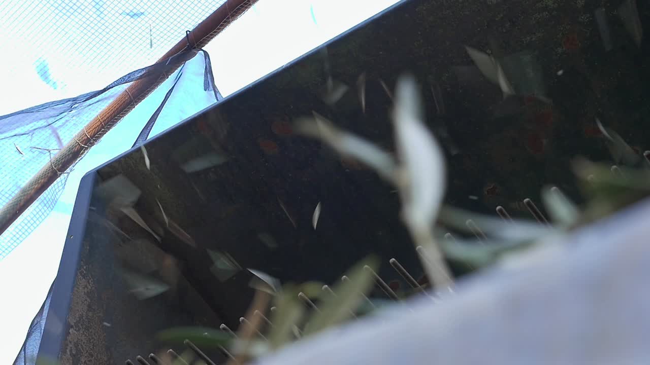 Olive leaves being separated by air jets from cleaning machinery at the olive mill. Disposal of plant waste