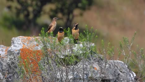 three birds perched on a rock in kruger national park, surrounded by greenery and vibrant orange lichen