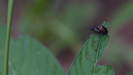 Zwei-Käfer,-Die-Sich-Auf-Einem-Blatt-Paaren