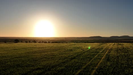 Pista-Lenta-De-Canguros-Rebotando-A-Través-De-Un-Campo-Durante-Una-Hermosa-Puesta-De-Sol