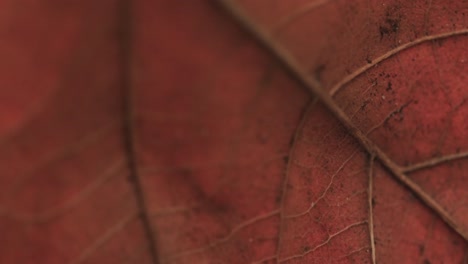 Micro-video-of-close-up-of-autumn-leaf-with-copy-space