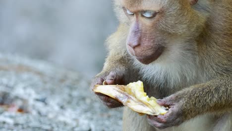 A southern pig-tailed macaque eats a banana in a forest setting, captured in natural lighting with close-up shots