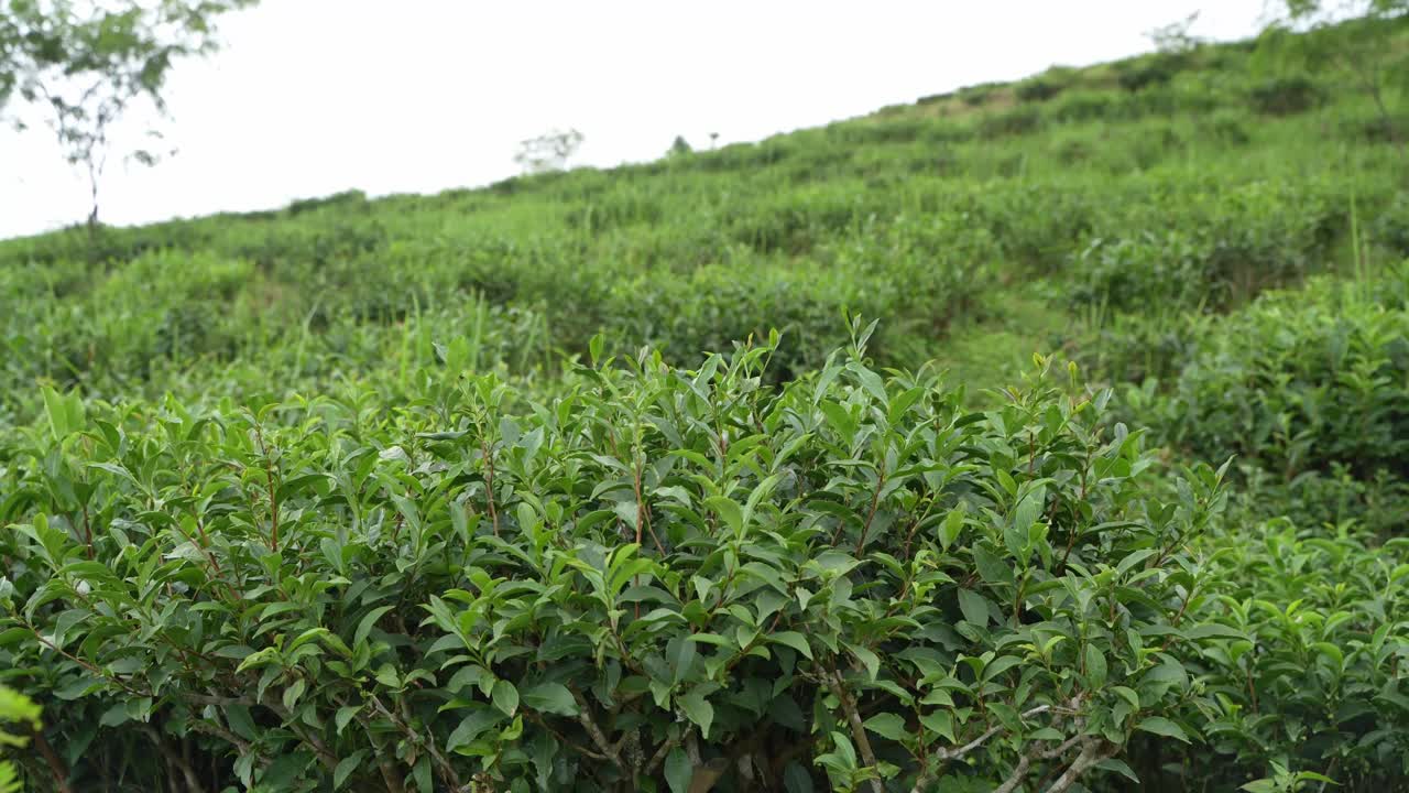 Beautiful landscape view of Darjeeling tea garden. The tea tree base prevents water from accumulating in the hilly areas of Darjeeling. This Darjeeling tea is world famous