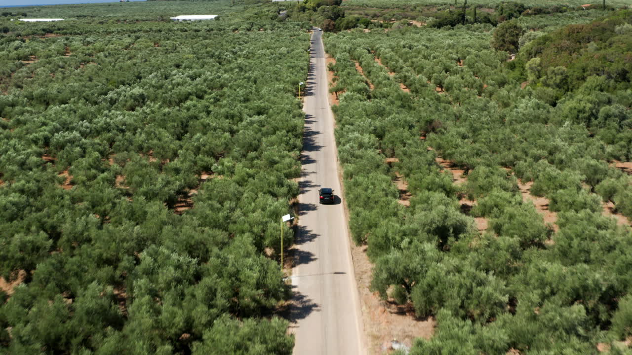 vista panorámica del coche que cruza la carretera con exuberantes olivos en el peloponeso, grecia