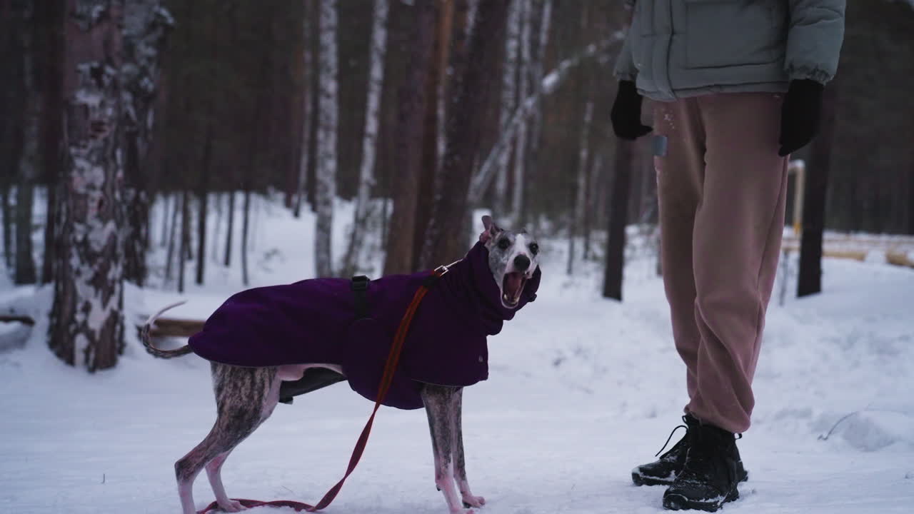 Greyhound in purple coat leaps up playfully towards person standing in snowy forest, red leash trailing on white ground, capturing energetic moment of interaction during cold winter walk in woodland scenery
