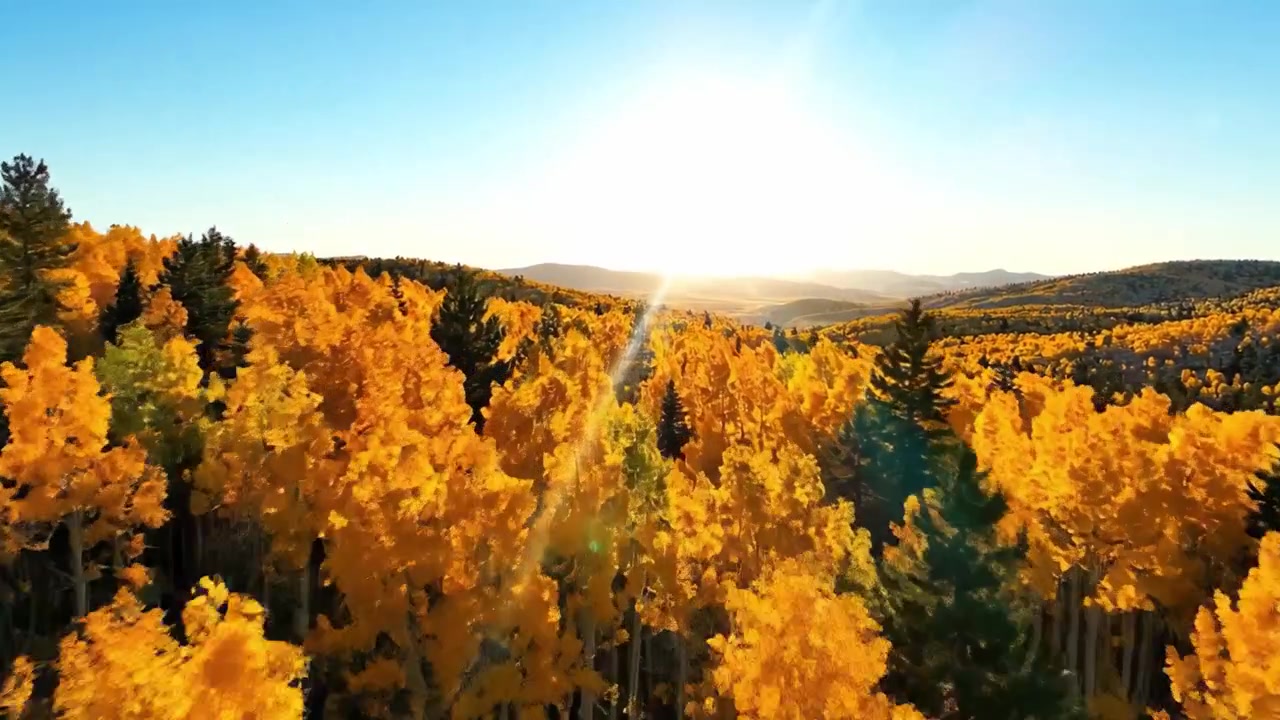 Atemberaubende Herbstlandschaft: Fesselnder goldfarbener Wald unter strahlendem Sonnenlicht, der den Übergang und die Gelassenheit der Natur im Herbst zeigt