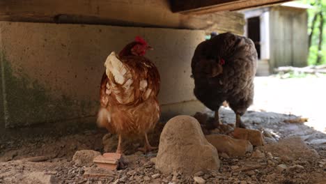 many red chickens on a summer day in the village