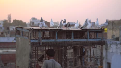 pigeons sit atop a rooftop birdcage