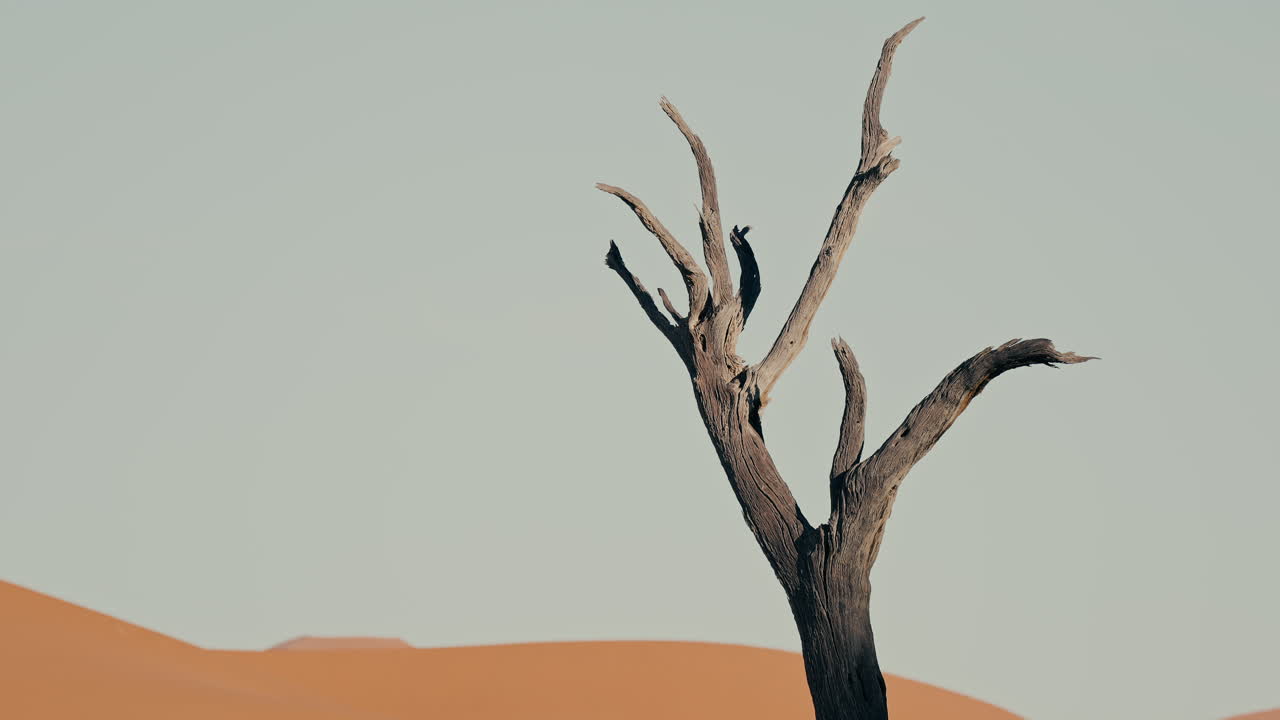 Dode boom in de woestijn