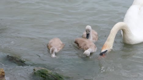 Swan-with-baby-swans-swimming-at-windy-lake