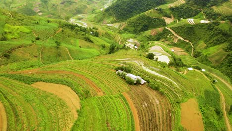 immense valley packed full of lush green and yellow rice terraces in northern vietnam