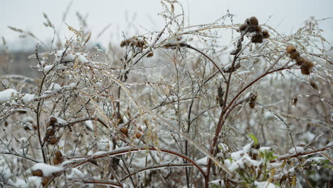 dense cluster of frosted grass stems and plants covered with glistening ice and snow, showcasing intricate frozen textures and delicate winter details against a soft blurred natural background