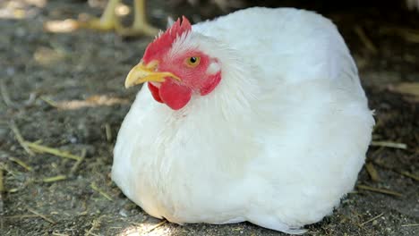 white chicken chiken sitting in green grass big chickenchicken is an egg white chicken chiken sitting in green grass big chickenchicken is an egg chicken on grass