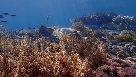 Video-Einer-Schildkröte,-Die-Einige-Korallen-In-Seichten-Gewässern-In-Indonesien-Frisst