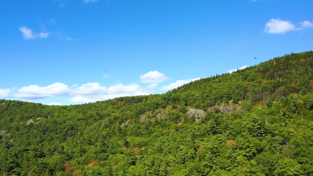독수리가 메인 주의 숲을 급습하는 항공 영상