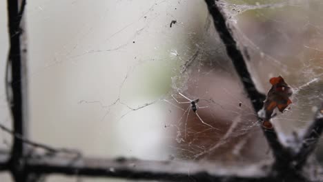 close up, small long legged spider resting in its constructed web