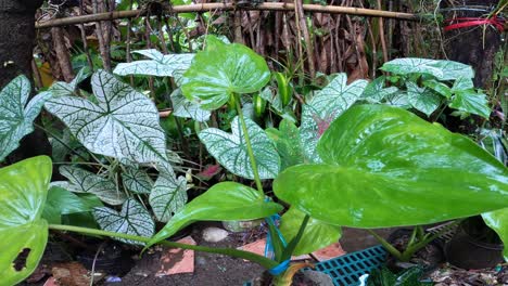 Schöne-Alocasia-Cucullata-Und-Caladium-Bicolor-Pflanzen,-Die-Im-Hinterhof-Auf-Den-Philippinen-Wachsen---Schwenkaufnahme