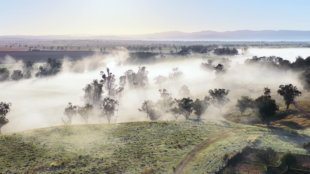Drone footage glides above mist-covered hills near Tamworth, Australia, revealing sunlit eucalyptus trees and rural landscape in soft morning light