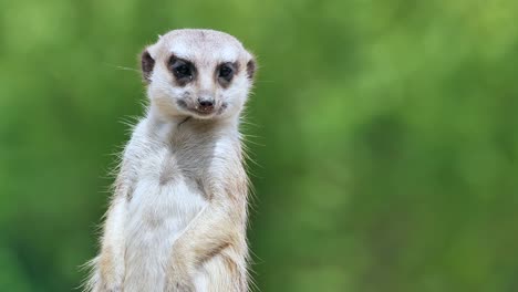 Meerkat-Se-Pone-De-Pie-Y-Observa-El-Cielo-Y-El-Medio-Ambiente-En-Busca-De-Depredadores-Naturales