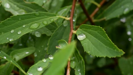 Raindrops On Fresh Foliage, After The Rain. -closeup shot