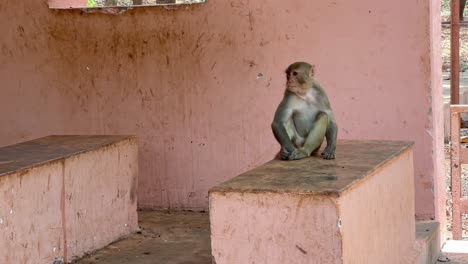during the harsh sun, indian macaque monkeys (macaca mulatta), sitting inside a shade to escape the heat