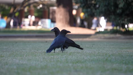par de cuervos de la selva japonesa caminando y forrajeando en la hierba en el parque durante el día en tokio, japón