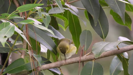 Wood-warbler-sitting-on-a-branch-surrounded-by-lush-green-leafs-in-a-forest