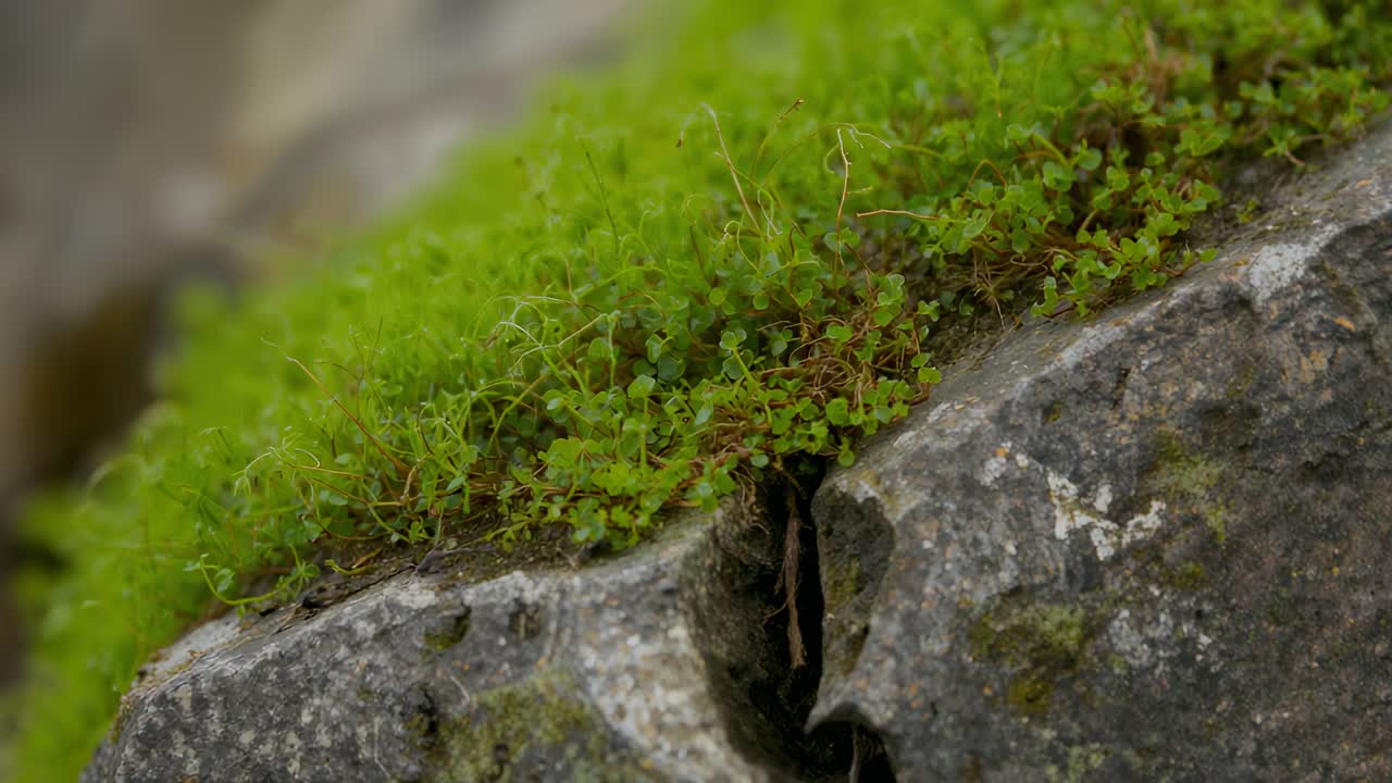 Spostamento della camera che esplora una chiazza di muschio sul bordo di una roccia erosa, mostrando piccole foglie, steli e fessure