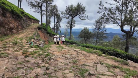 tea pickers carrying harvested tea leaves on a mountain path in sri lanka