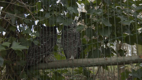 Zwei-Gefleckte-Uhu,-Die-Aus-Dem-Vogelkäfig-In-Die-Kamera-Blicken---Weitschuss