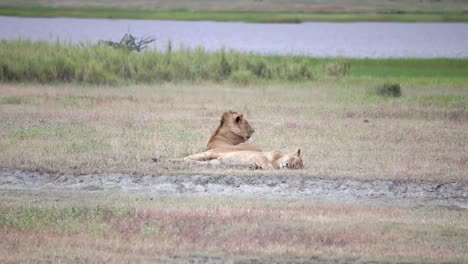 Pareja-De-Leones-Descansando-En-Sabana-En-Un-Día-Caluroso,-Río-En-Segundo-Plano