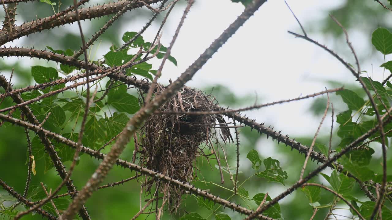 A nest moving with the wind and the bird is seen a little in the nest, Black-and-yellow Broadbill Eurylaimus ochromalus, Kaeng Krachan National Park, Thailand
