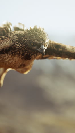 a close-up of an eagle in flight