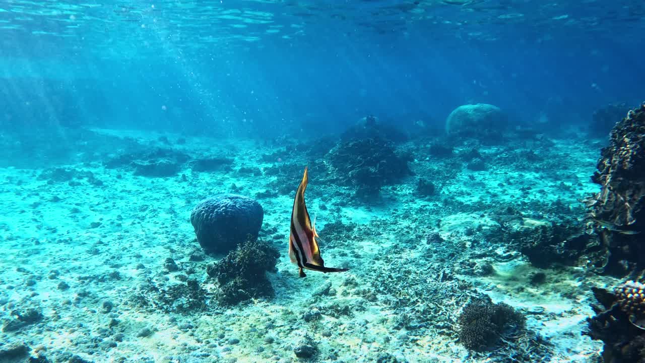 수정처럼 맑은 바다에서 헤엄치는 테이라 배트피쉬