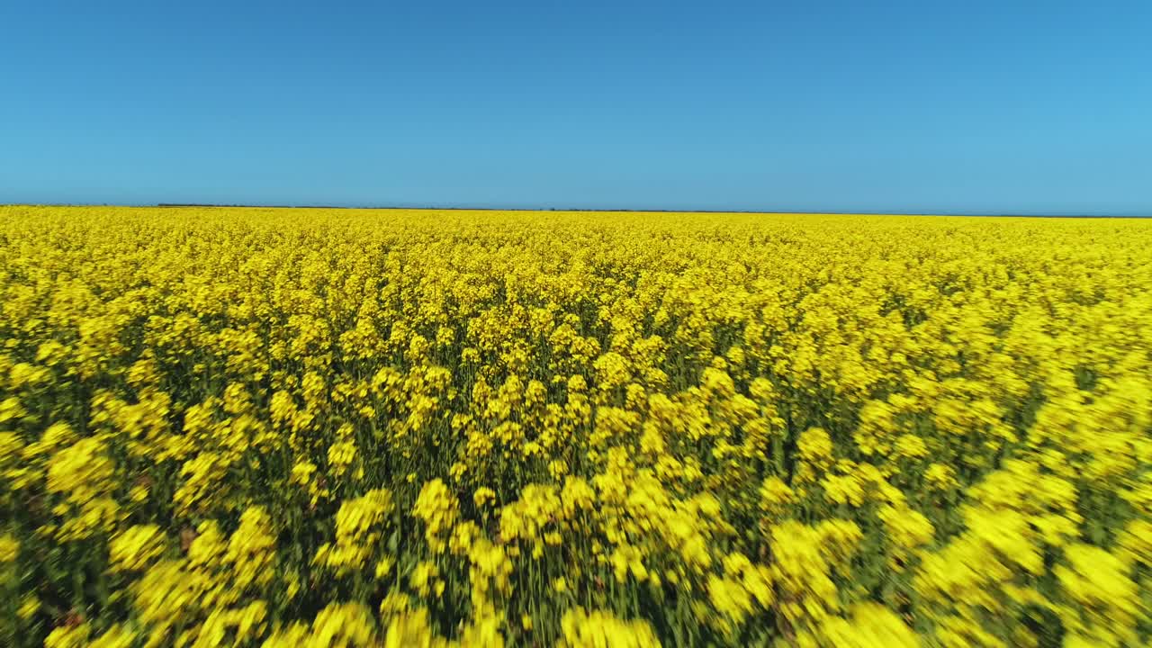 vasto campo de colza amarillo bajo un cielo azul claro