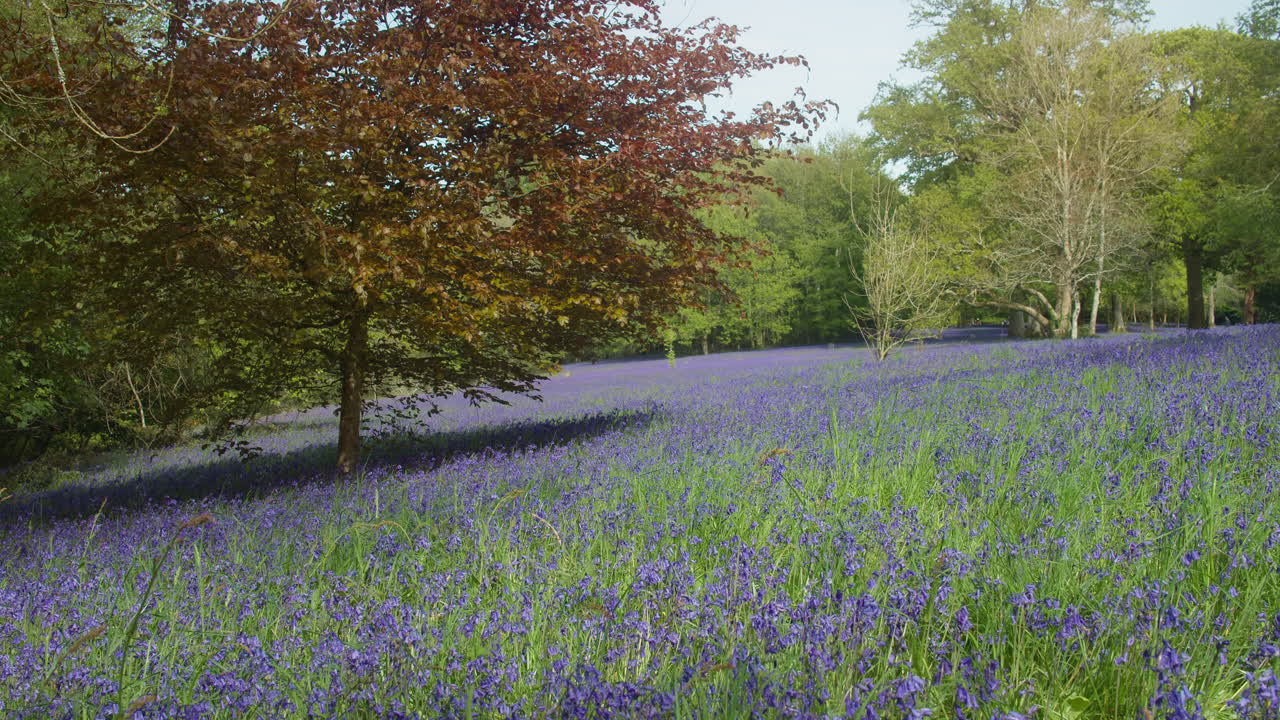 hermosa vista de los jardines enys alfombrados con flores silvestres de campanillas en cornualles, inglaterra
