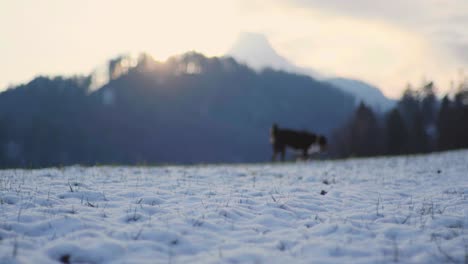 Black-Bernersennen-dog-running-through-a-snow-field,-chasing-a-wooden-stick-and-bringing-it-back-while-running-back-to-the-camera-in-a-beautiful-evening-scenery-with-snow-covered-mountains-and-clouds