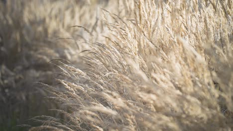 A-close-up-view-of-dry-grass-ears,-their-slender-forms-swaying-gently-against-a-blurred-backdrop