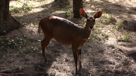 Animales-Salvajes-Del-Sur-De-áfrica