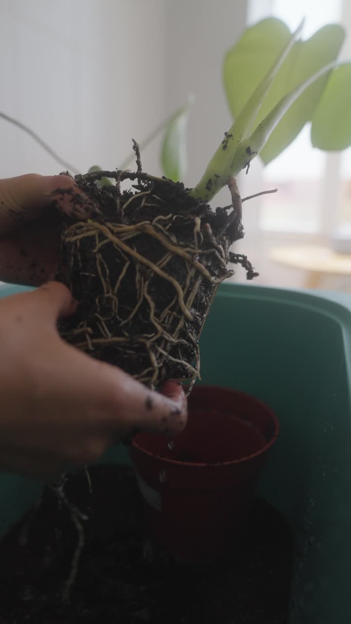 Rinvasare un'orchidea