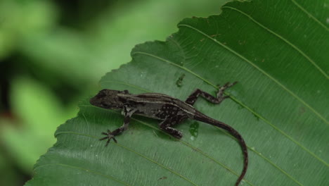 macro circling shot of lizard on leaf in forest, slow motion