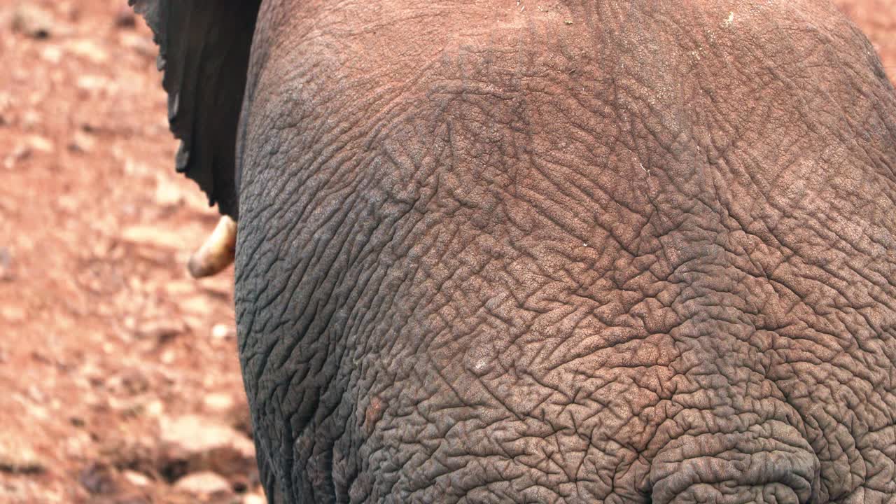 trasero de elefante africano - elefante caminando en el parque nacional de aberdare en kenia