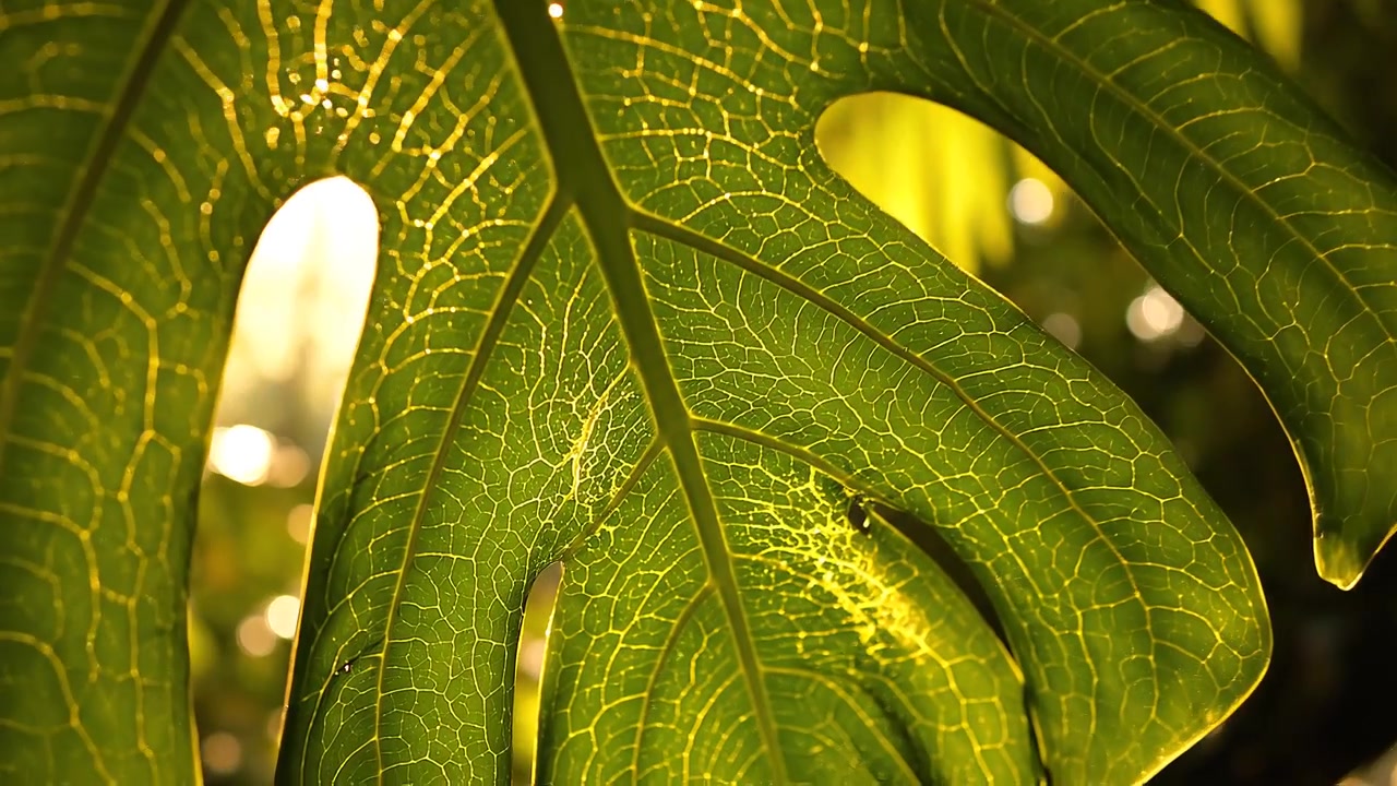 Luce solare che filtra attraverso una foglia verde tropicale di Monstera deliciosa