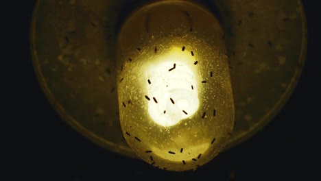 fruit flies crawling on outdoor porch light, low angle close up