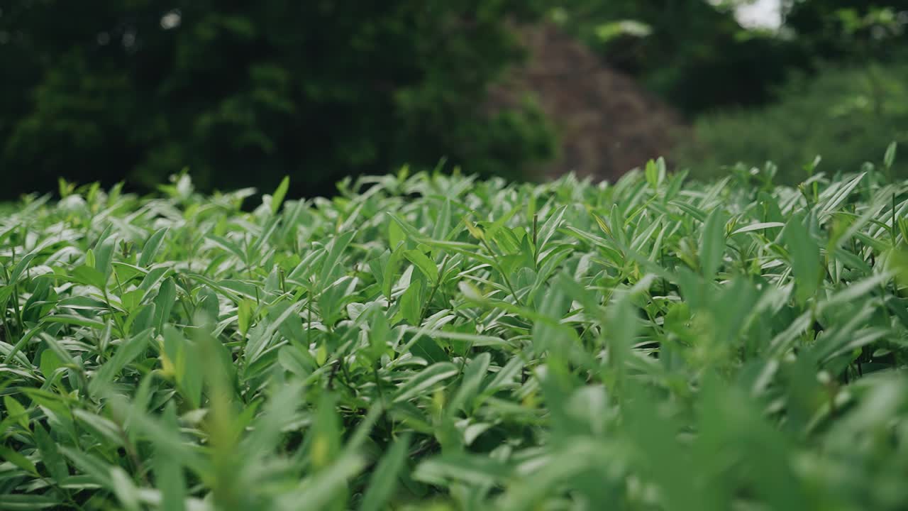 Beautiful green trimmed bushes in the garden. The camera moves smoothly along the top of the bushes