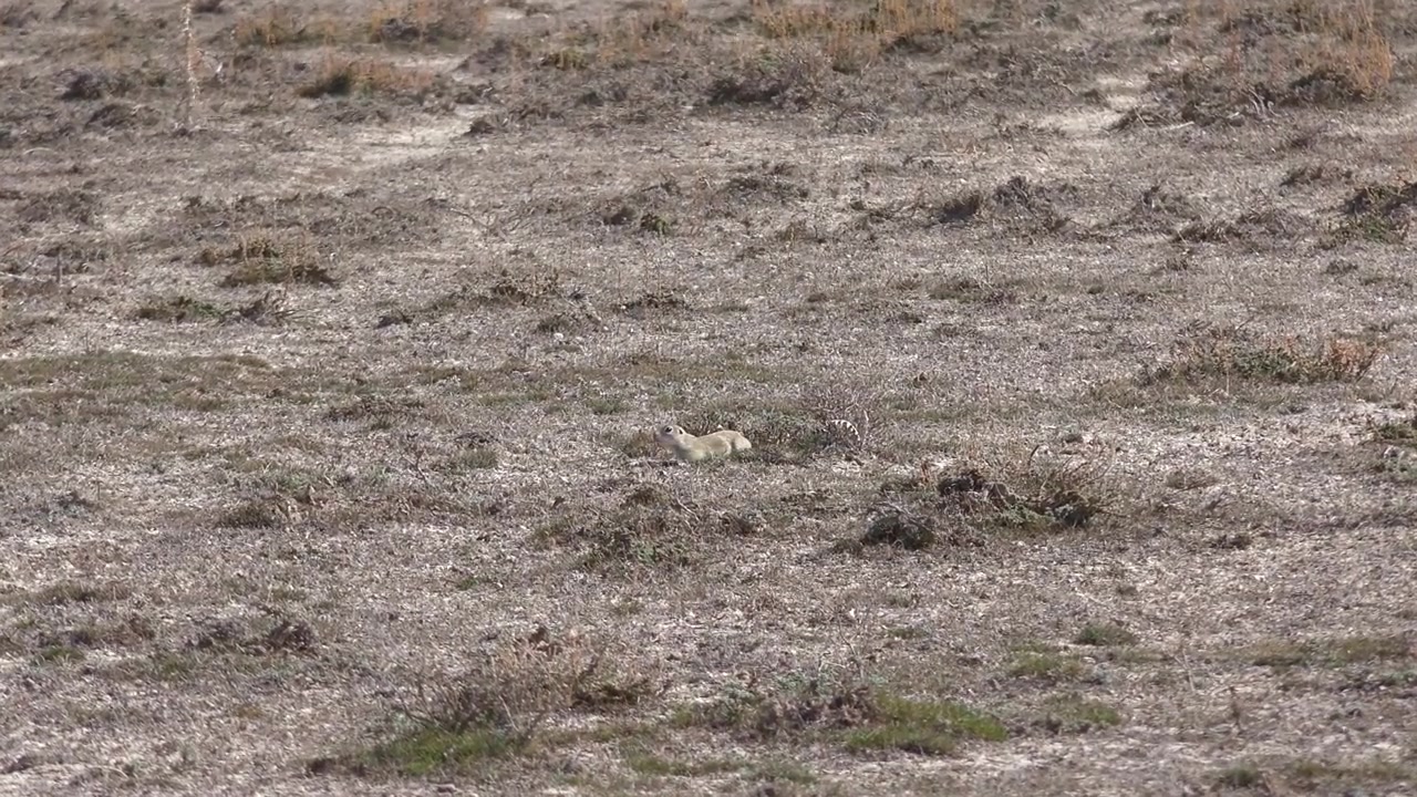 Ground Squirrel Emerging from Burrow in Dry Grassland