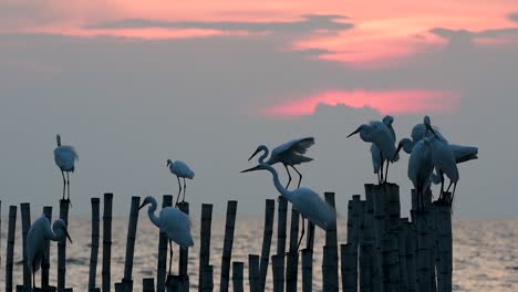 The-Great-Egret,-also-known-as-the-Common-Egret-or-the-Large-Egret